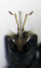 Parentia titirangi