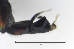 Parentia titirangi