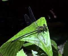 Leptogomphus risi