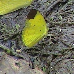 Eurema sari