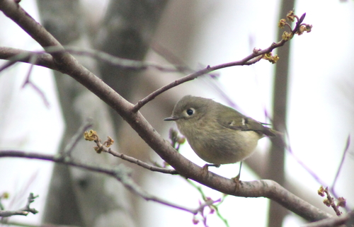 Ruby-crowned Kinglet photographed in Rhode Island