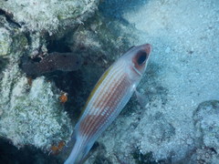 Holocentrus adscensionis