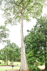 Alstonia pneumatophora