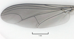 Parentia titirangi