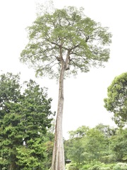Alstonia pneumatophora