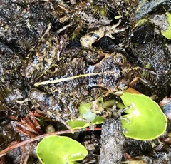 Eupsophus emiliopugini