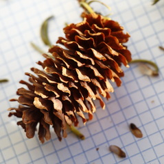Picea jezoensis jezoensis