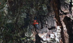Dindymus semirufus