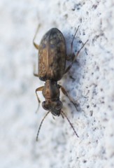 Asaphidion