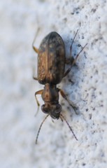 Asaphidion