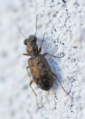 Asaphidion