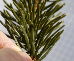 Picea jezoensis jezoensis