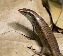 Eutropis multifasciata
