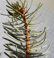 Picea jezoensis jezoensis
