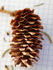 Picea jezoensis jezoensis