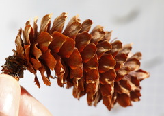 Picea jezoensis jezoensis