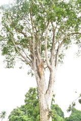 Albizia niopoides