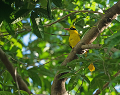 Oriolus chinensis chinensis