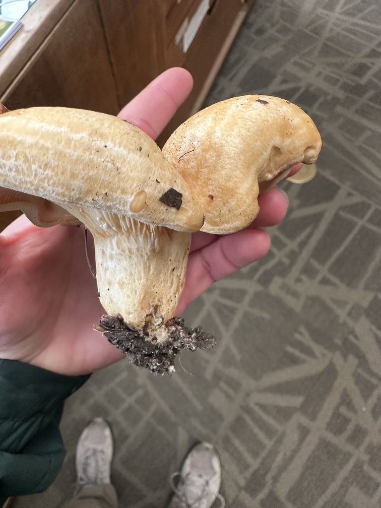 Lactarius alnicola · November 2025 · photo: © cooper_matuszak (iNaturalist, cc0)