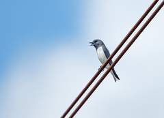 Artamus leucorynchus