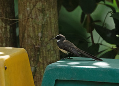 Rhipidura nigritorquis