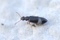 Coryphium angusticolle