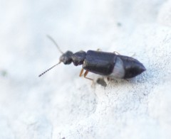 Coryphium angusticolle