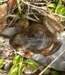 Eupsophus emiliopugini