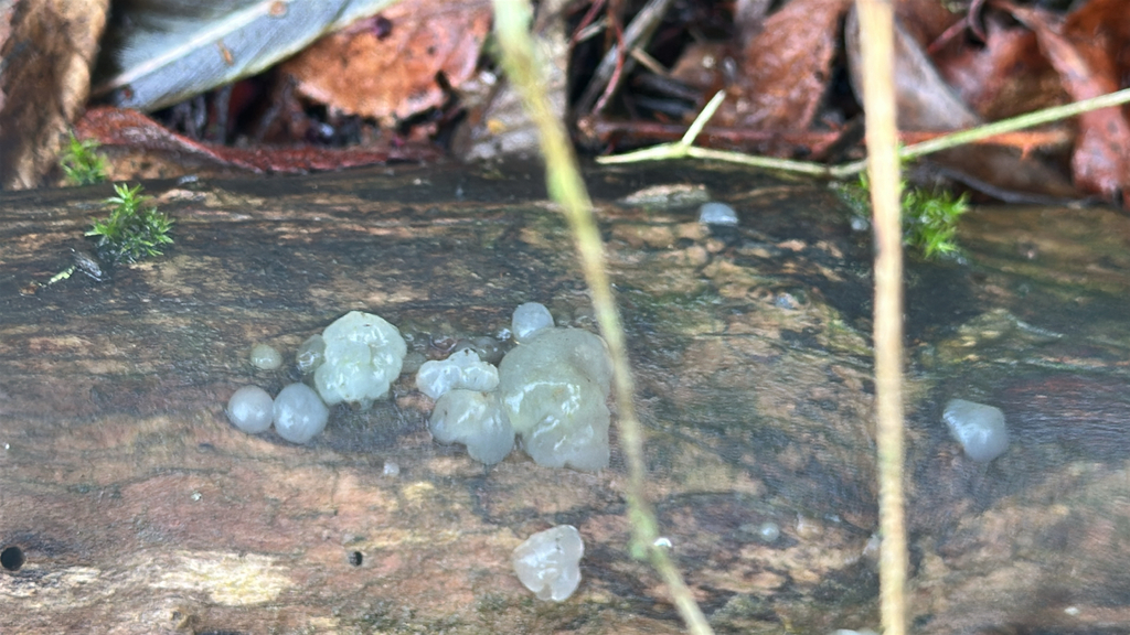 Myxarium nucleatum · December 2025 · photo: © lostculture (iNaturalist, cc-by)