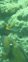 Chaetodon falcula