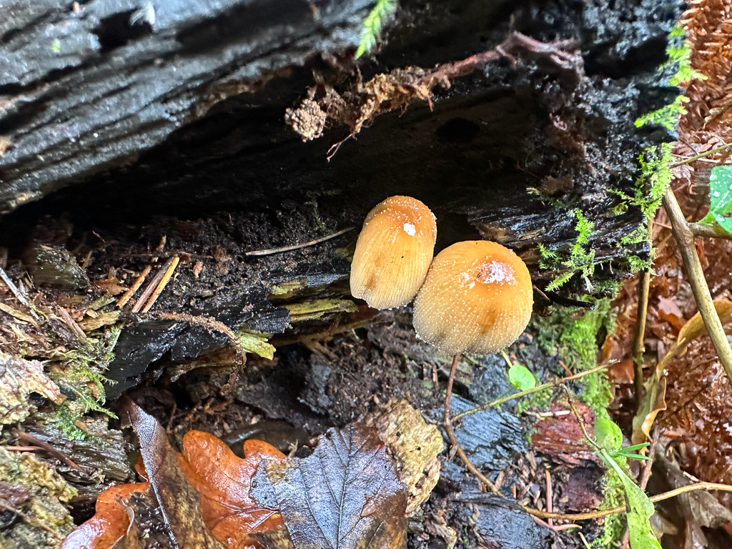 Coprinellus micaceus · December 2025 · photo: © lostculture (iNaturalist, cc-by)