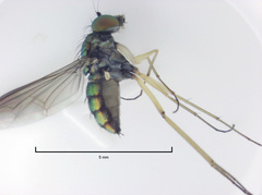 Parentia titirangi