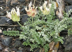 Astragalus arkalycensis