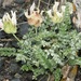 Astragalus arkalycensis - Photo (c) Mihail Knjasev, some rights reserved (CC BY-NC), uploaded by Mihail Knjasev