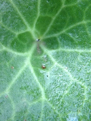 Umbilicus intermedius