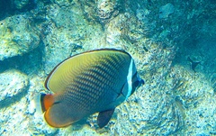 Chaetodon collare