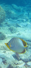 Chaetodon xanthocephalus