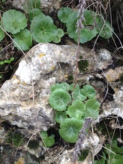 Umbilicus intermedius