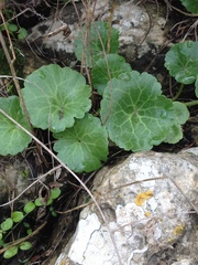 Umbilicus intermedius