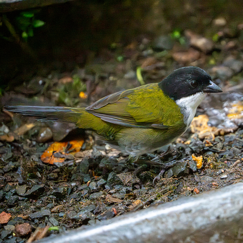 Black-headed Brushfinch