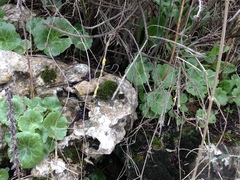 Umbilicus intermedius