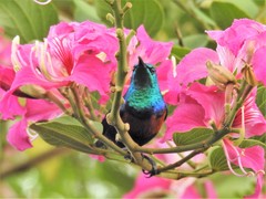 Cinnyris erythrocercus