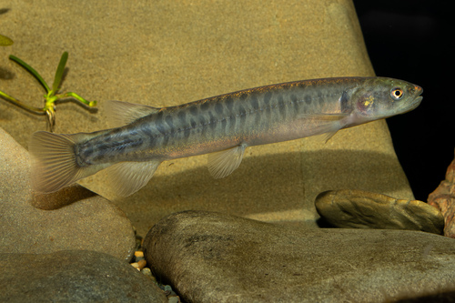 Climbing galaxias (Galaxias brevipinnis) — Galaxiidae — 5