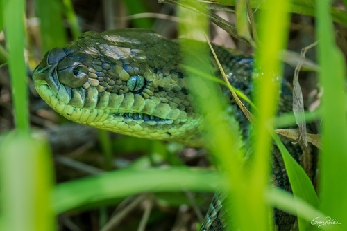 Coastal Carpet Python sighting