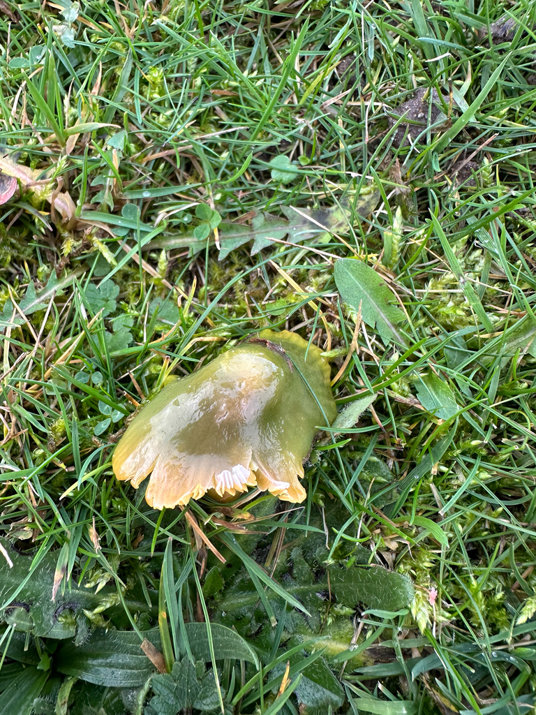 Gliophorus psittacinus · December 2025 · photo: © lostculture (iNaturalist, cc-by)