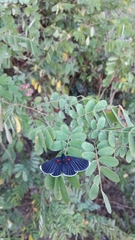 Melanis acroleuca acroleuca