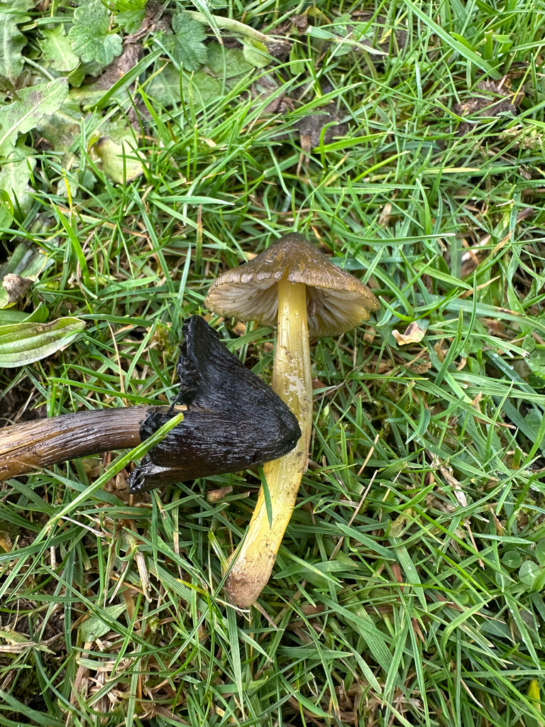 Hygrocybe · December 2025 · photo: © lostculture (iNaturalist, cc-by)