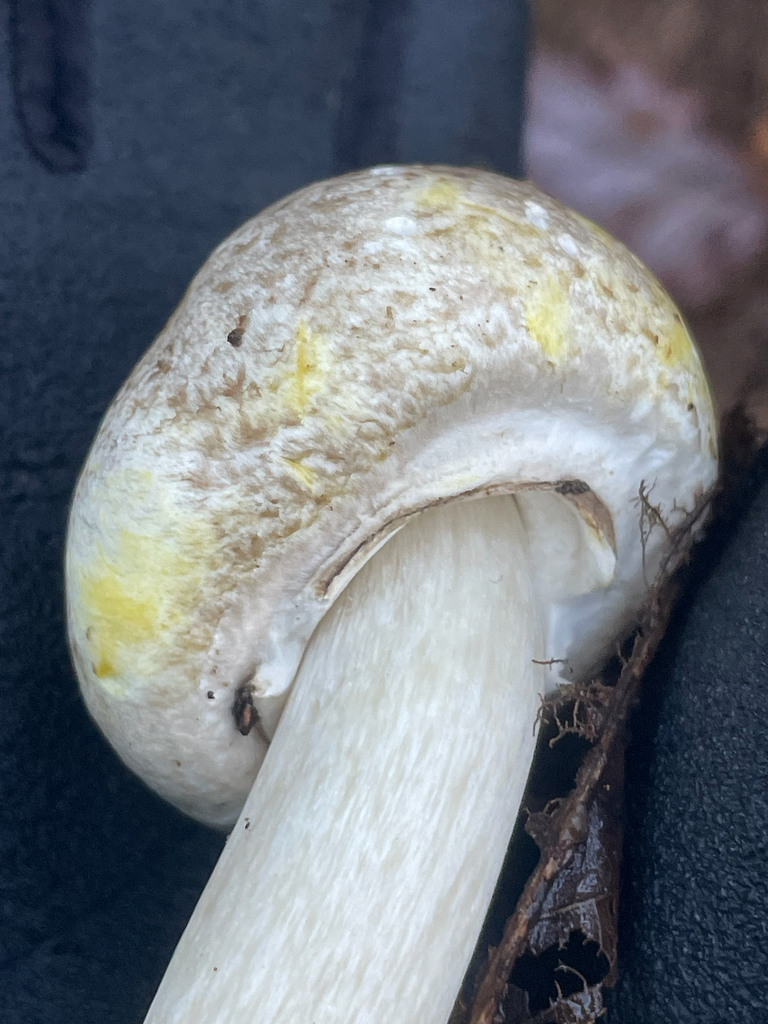 Agaricus xanthodermus · December 2025 · photo: © fernium (iNaturalist, cc-by)