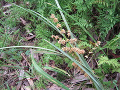 Lomandra multiflora dura
