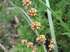 Lomandra multiflora dura